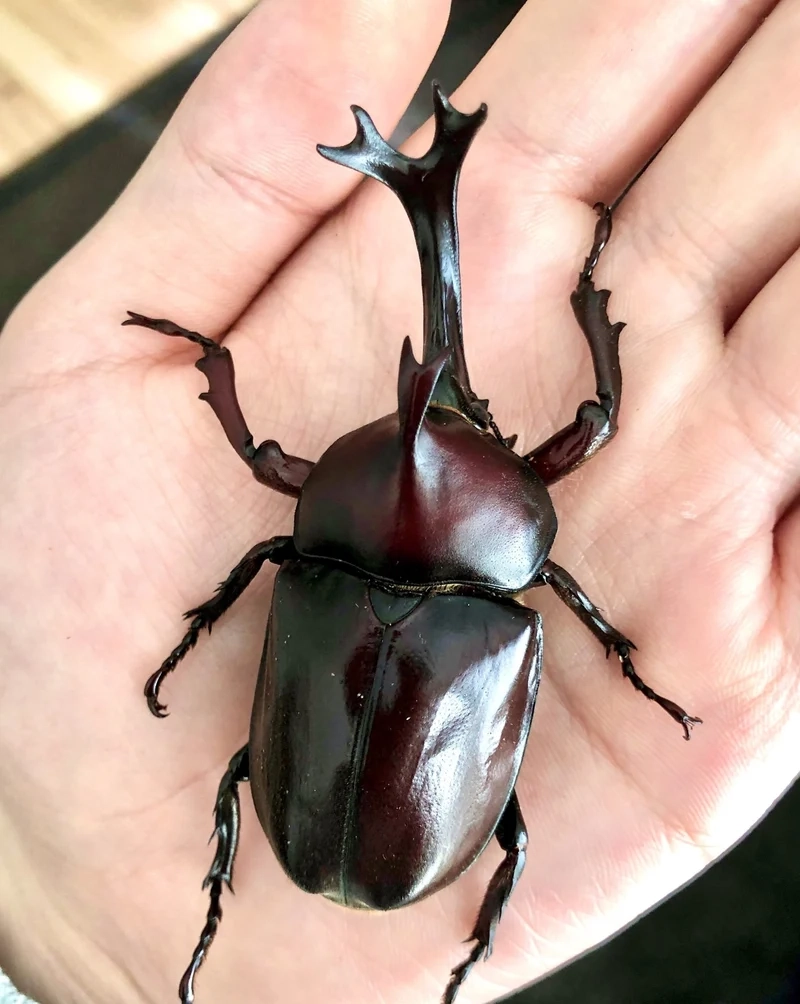 Khám phá cánh cứng tinh tế của bọ hung cánh cứng