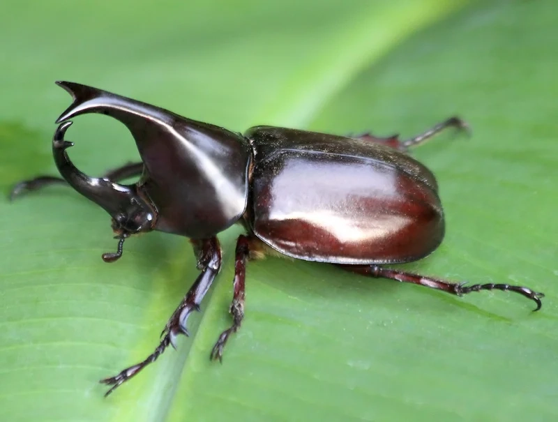 Lấy cảm hứng từ bọ hung nền thiên nhiên tuyệt đẹp