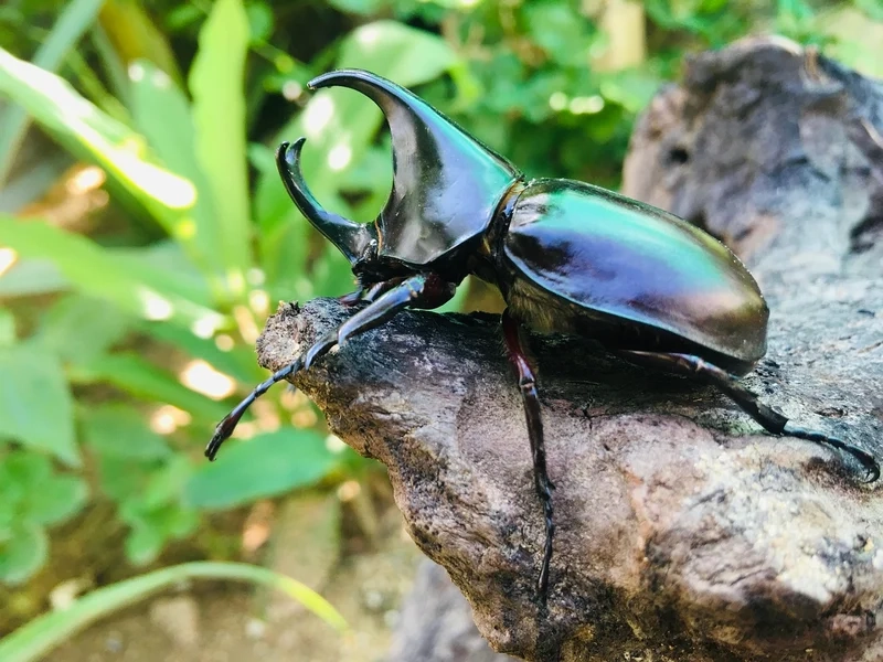 Sắc nét tuyệt đối với bọ hung độ nét cao