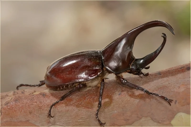 Trải nghiệm vẻ đẹp thuần khiết của bọ hung tự nhiên