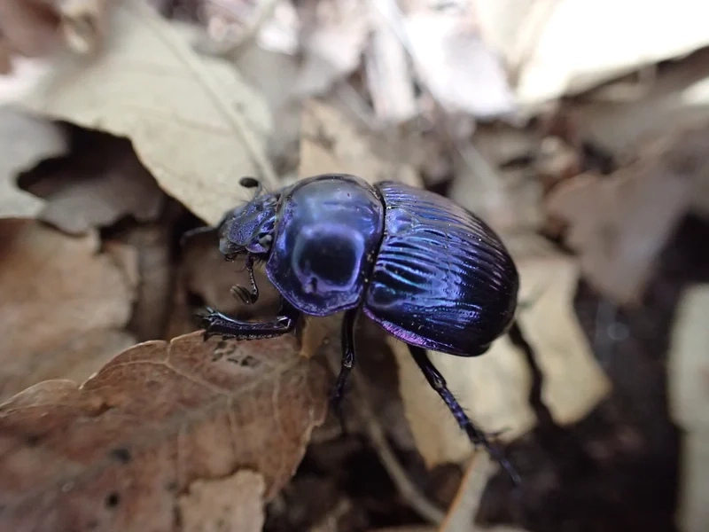 Hình ảnh sống động và sắc nét là bọ hung hình ảnh rõ