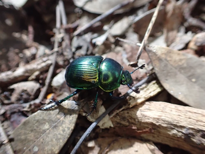 Hoang dã và mạnh mẽ là bọ hung hoang dã