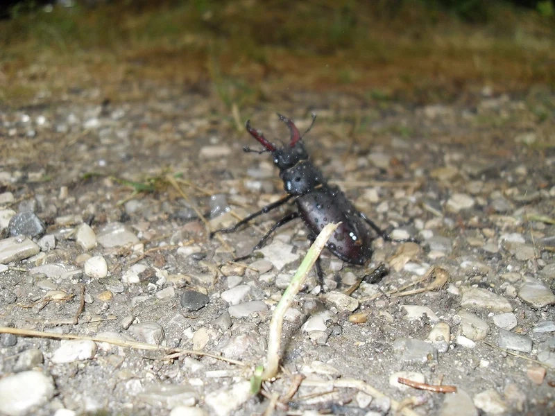 Khám phá bọ kẹp kìm trong tự nhiên đầy sống động