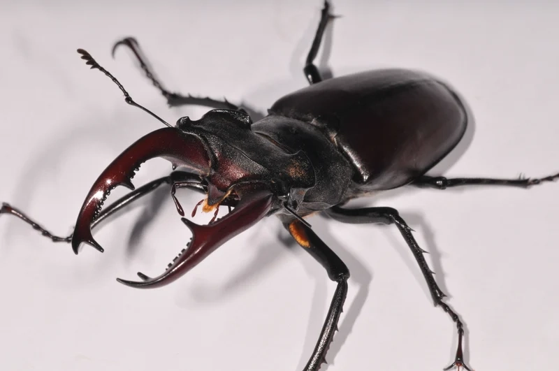 Lưu lại hình ảnh bọ kẹp kìm sắc nét và chi tiết