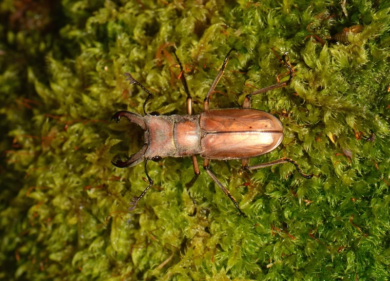 Ngắm bọ kẹp kìm cận cảnh tuyệt đẹp trên lá xanh