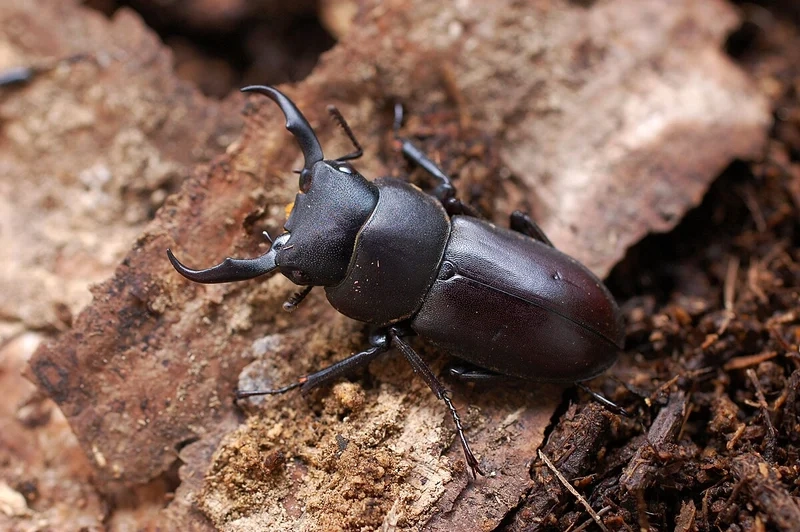 Thưởng thức bọ kẹp kìm đẹp nhất bay lượn tự do