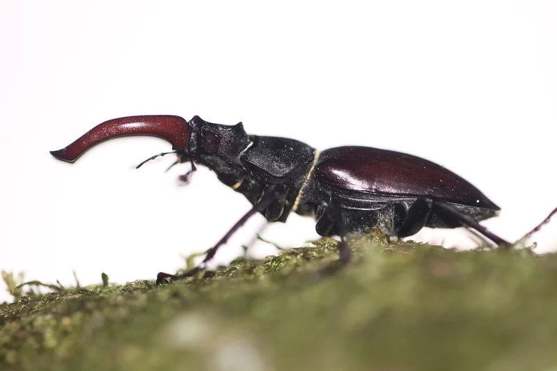 Khám phá bọ kẹp kìm việt nam rực rỡ giữa thiên nhiên