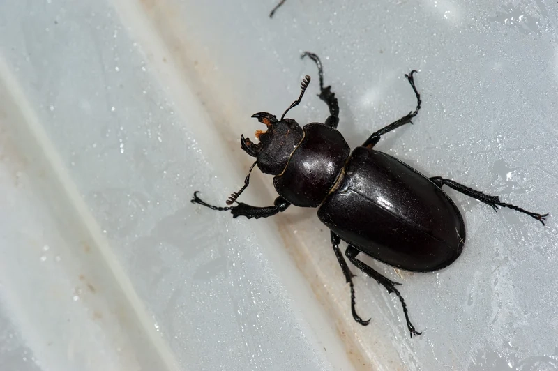 Hòa mình vào bọ kẹp kìm nền thiên nhiên yên bình