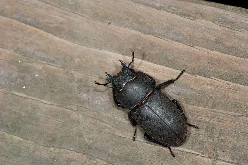 Thưởng thức bọ kẹp kìm độ nét cao từng chi tiết nhỏ