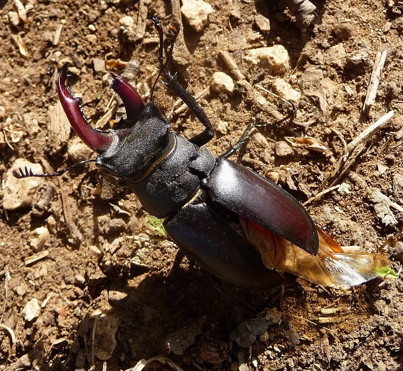 Lưu lại bọ kẹp kìm hình ảnh rõ tuyệt đẹp trên lá