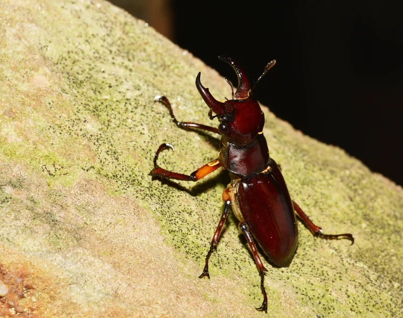 Chiêm ngưỡng bọ kẹp kìm chi tiết tinh xảo và sống động