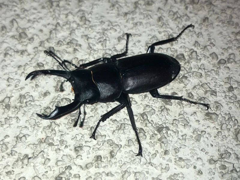 Thưởng thức bọ kẹp kìm thiên nhiên rực rỡ màu sắc