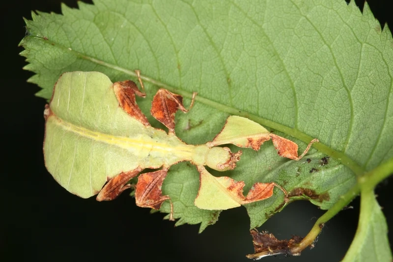 Hòa mình ngoài trời cùng bọ lá ngoài trời