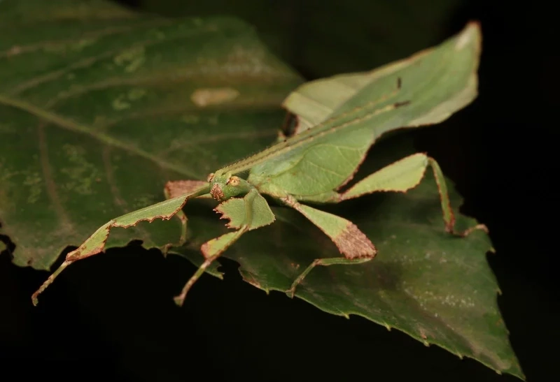 Tìm hiểu khoa học với bọ lá sinh học