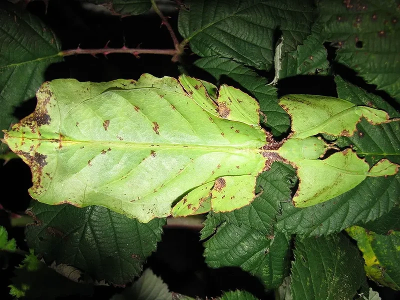 Nghệ thuật sống động nhờ bọ lá nghệ thuật