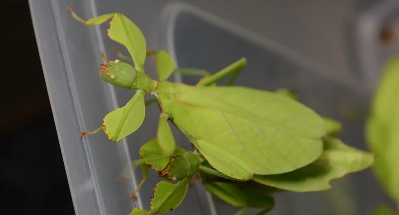 Hòa mình trên cây cùng bọ lá trên lá cây