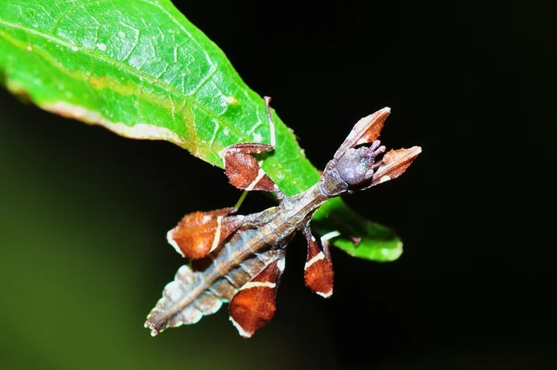 Khám phá vai trò sinh thái của bọ lá sinh thái