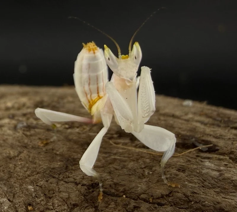 Lưu lại hình ảnh bọ ngựa sắc nét và tinh tế