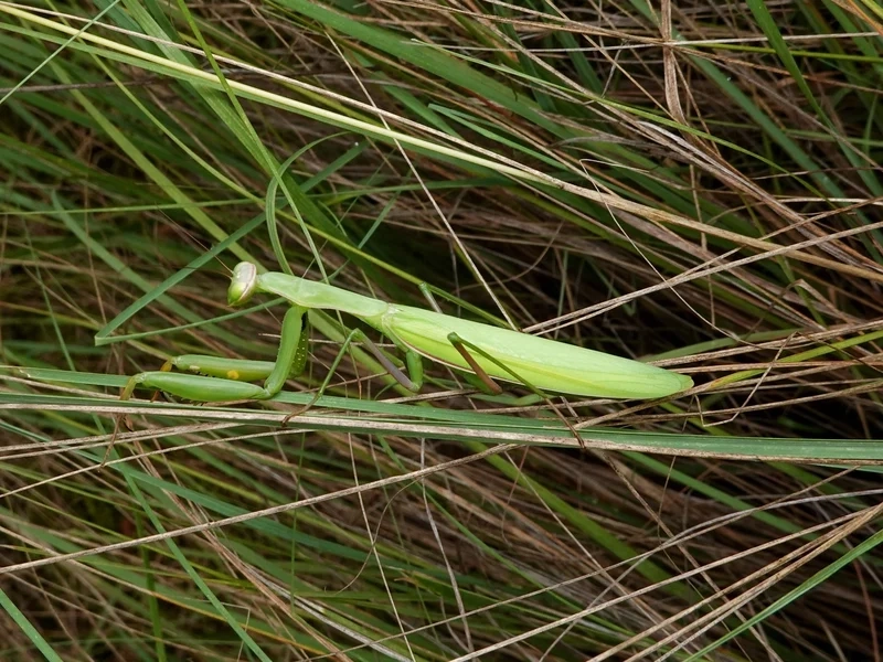 Ngắm bọ ngựa cận cảnh chi tiết từng đường nét