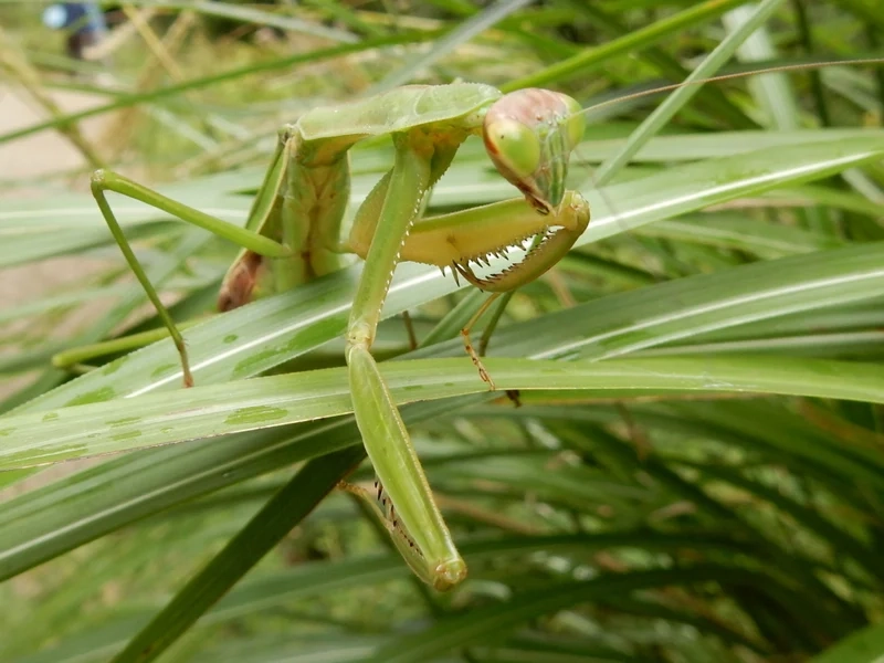 Ngắm bọ ngựa màu xanh nổi bật trên nền lá