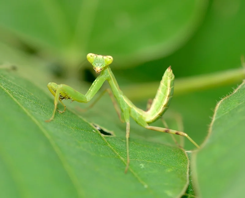 Thưởng thức bọ ngựa ngoài trời bay giữa nắng