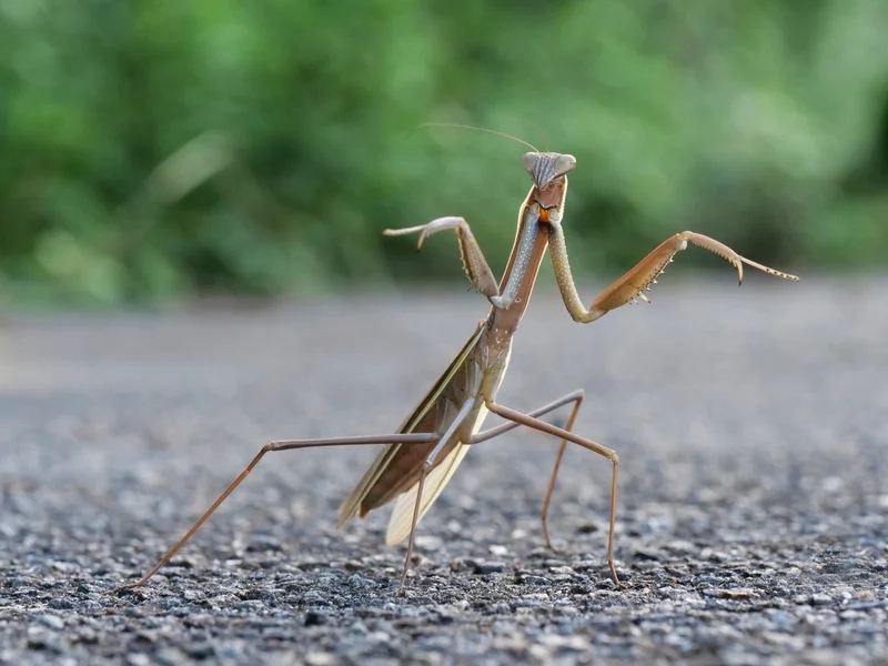 Tìm hiểu bọ ngựa sinh học và cấu tạo độc đáo