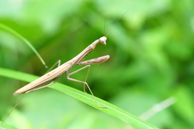 Hòa mình vào bọ ngựa nền thiên nhiên yên bình