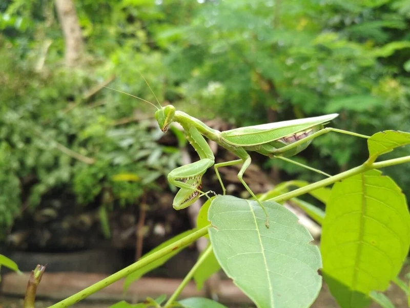 Đặc điểm nổi bật của bọ ngựa qua ảnh