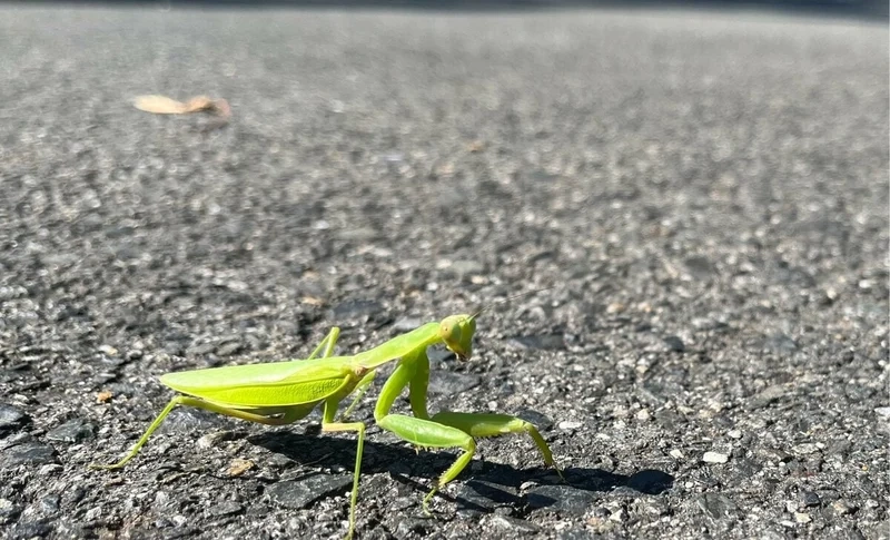 Khám phá bọ ngựa môi trường sống phong phú