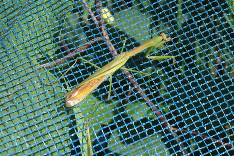 Hiểu rõ vai trò bọ ngựa hệ sinh thái đa dạng