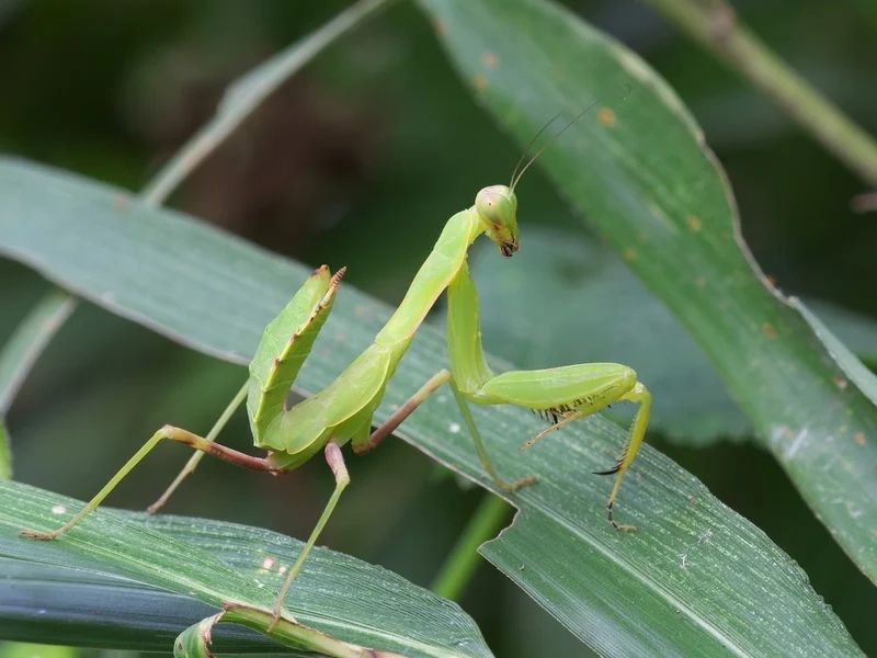 Lưu lại bọ ngựa hình ảnh rõ sắc nét từng chi tiết