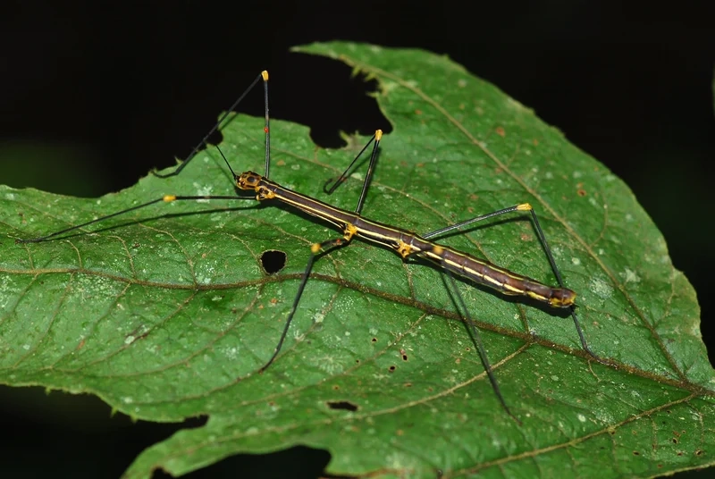 Khám phá bọ que trong tự nhiên tinh tế và sống động