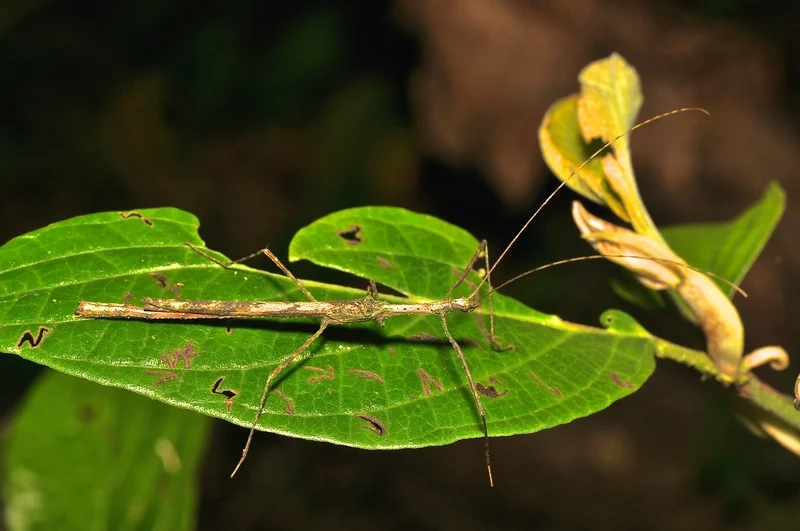 Hòa mình vào bọ que nền thiên nhiên yên bình