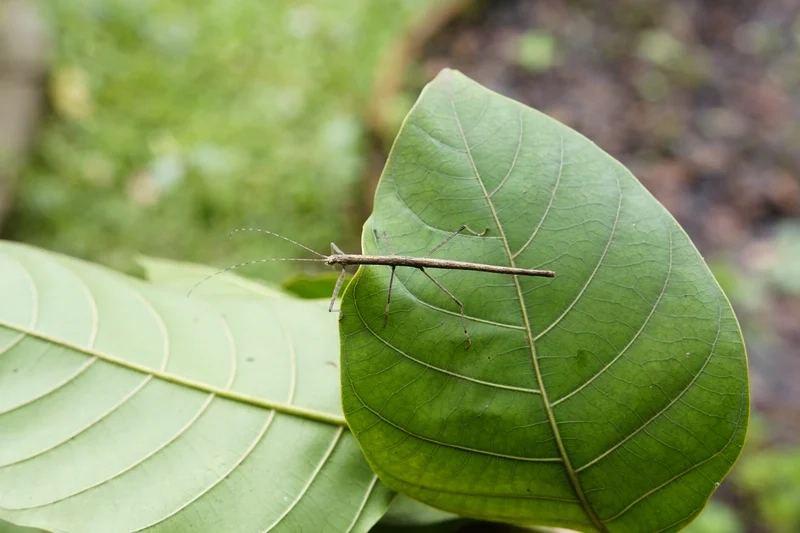 Ngắm bọ que tự nhiên sống động giữa lá xanh