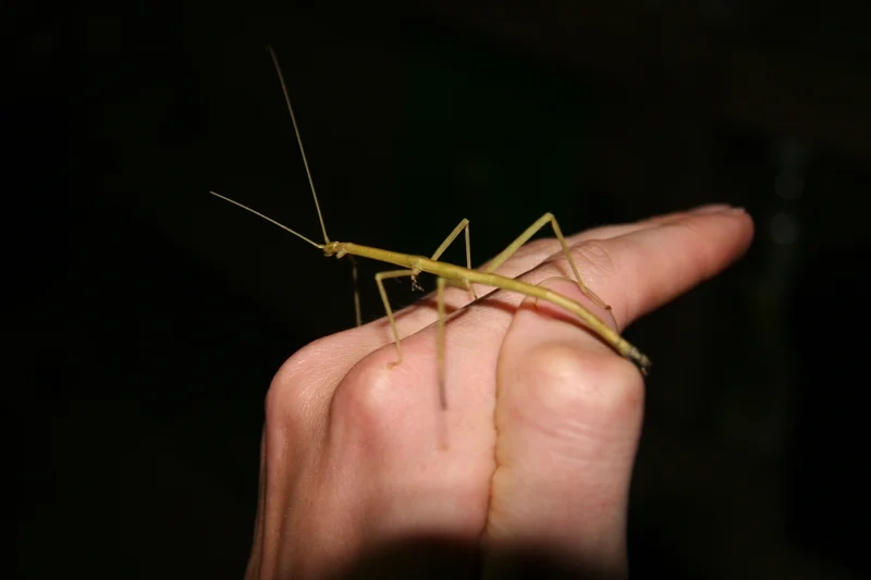 Thưởng thức bọ que thiên nhiên rực rỡ giữa lá xanh