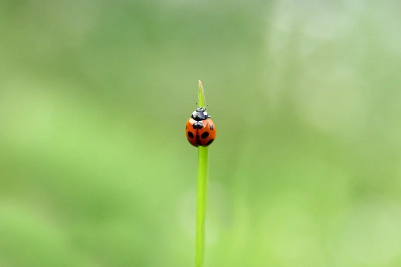 Lưu lại hình ảnh bọ rùa đẹp mắt trên lá xanh