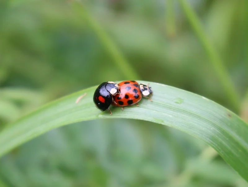 Thưởng thức bọ rùa thiên nhiên sống động và tinh tế