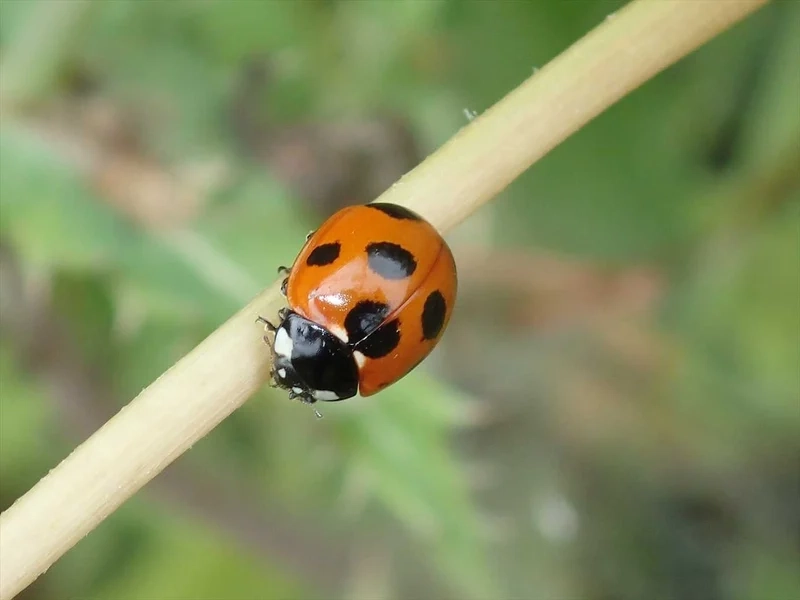 Chiêm ngưỡng bọ rùa chụp macro sắc nét từng chi tiết