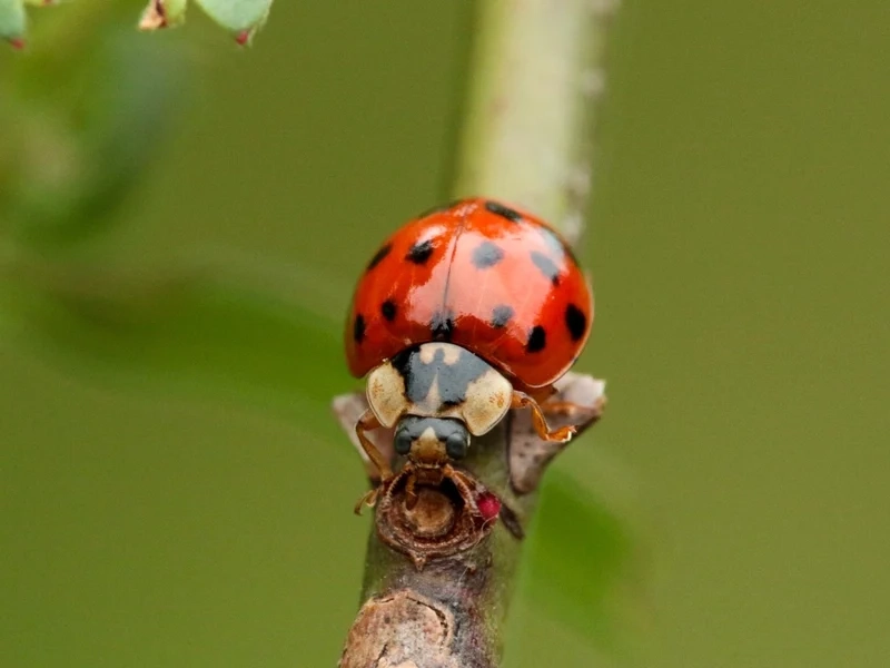 Khám phá bọ rùa việt nam bay lượn trên hoa