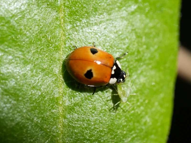 Trọn bộ bọ rùa đẹp không thể bỏ qua