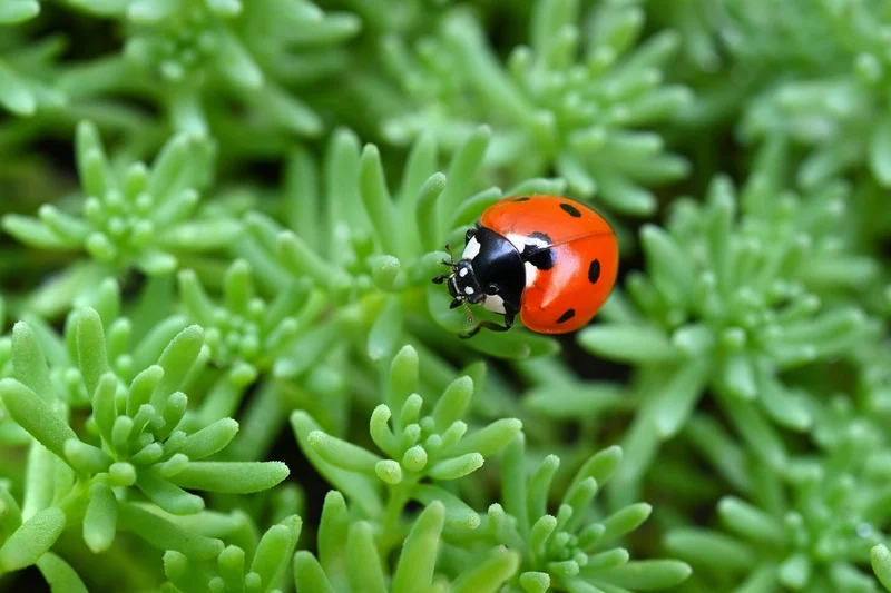 Tìm hiểu bọ rùa sinh thái và vai trò trong môi trường