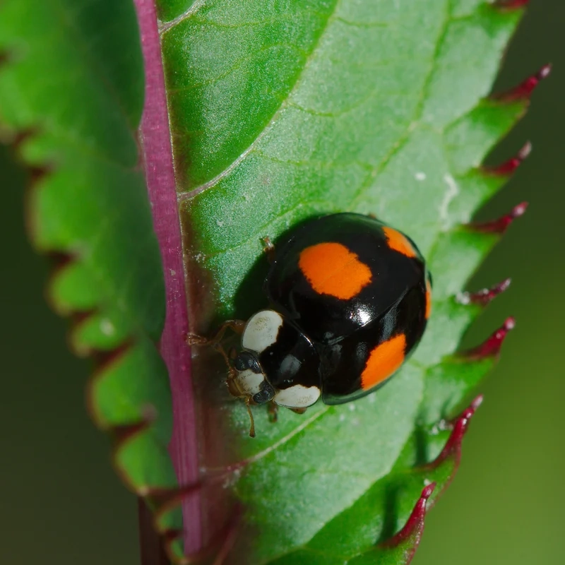 Ngắm bọ rùa ngoài trời tung cánh tự do