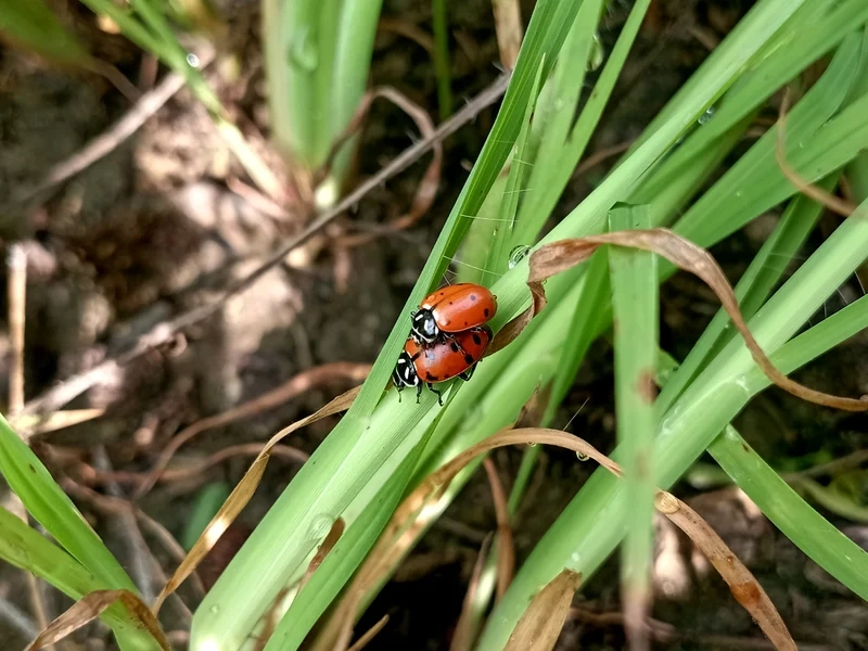 Thưởng thức bọ rùa độ nét cao từng chi tiết nhỏ