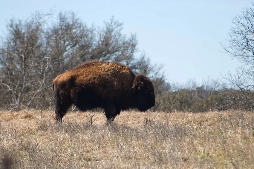 Đàn Bò rừng Bizon di chuyển tạo nên bison herd