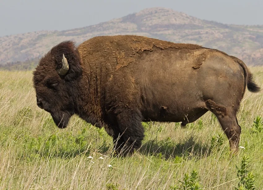 So sánh Bò rừng Bizon qua chủ đề bison vs buffalo