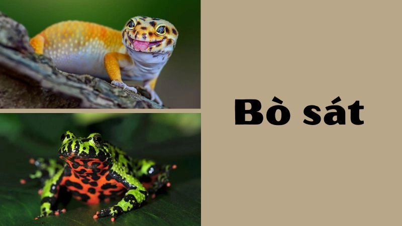 Tổng hợp những loài bò sát ấn tượng nhất