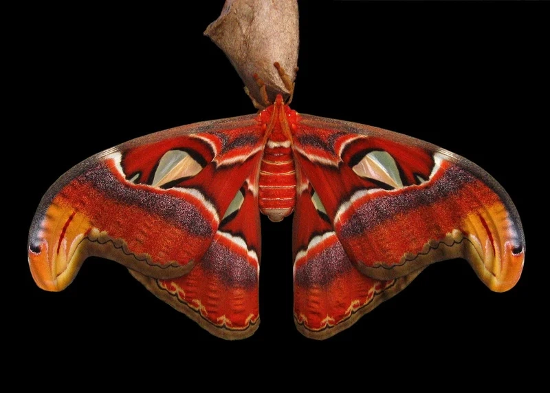 Khám phá vẻ đẹp của bướm khế trong tự nhiên