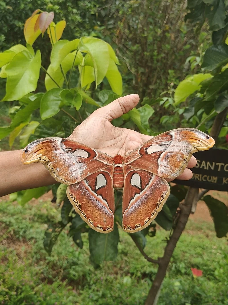 Hiếm thấy và quý giá là bướm khế hiếm