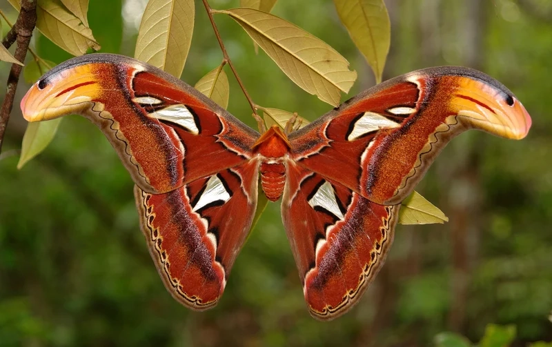 Tìm hiểu bướm khế đặc điểm độc đáo và sinh động