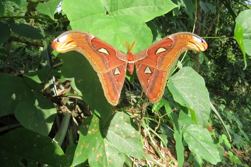 Khám phá kiến thức về bướm khế sinh học